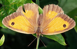 Image of hedge brown