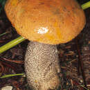 Image of Leccinum versipelle (Fr. & Hök) Snell 1944