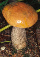 Image of Leccinum versipelle (Fr. & Hök) Snell 1944