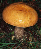 Image of Leccinum versipelle (Fr. & Hök) Snell 1944