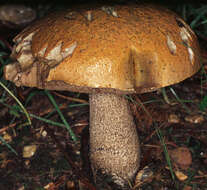 Image of Leccinum versipelle (Fr. & Hök) Snell 1944