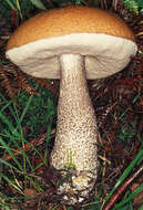 Image of Leccinum versipelle (Fr. & Hök) Snell 1944