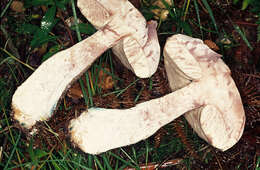 Image of Leccinum versipelle (Fr. & Hök) Snell 1944