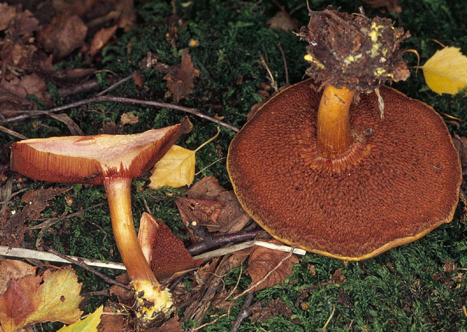 Image of Chalciporus piperatus (Bull.) Bataille 1908