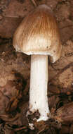 Image of Inocybe rimosa (Bull.) P. Kumm. 1871