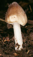 Image of Inocybe rimosa (Bull.) P. Kumm. 1871