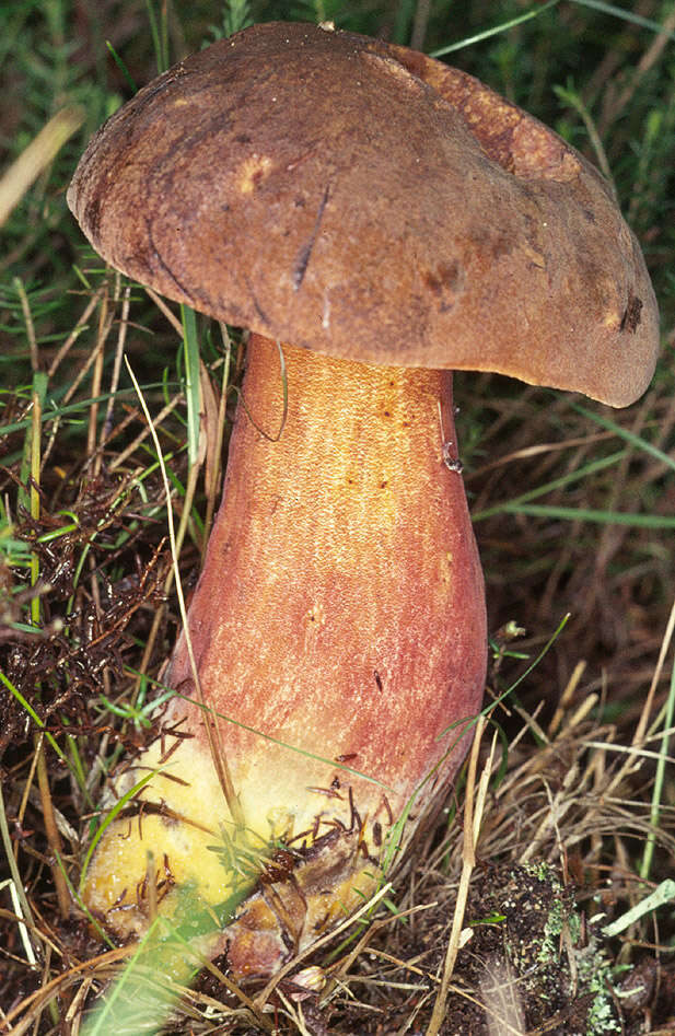 Image de Bolet à pied rouge