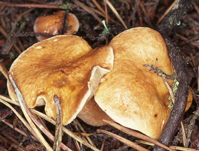 Imagem de Suillus bovinus (L.) Roussel 1796