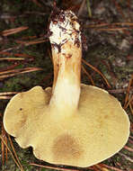 Imagem de Suillus bovinus (L.) Roussel 1796