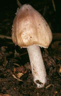 Image of Inocybe rimosa (Bull.) P. Kumm. 1871