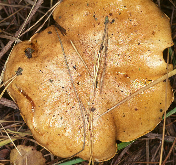 Imagem de Suillus bovinus (L.) Roussel 1796