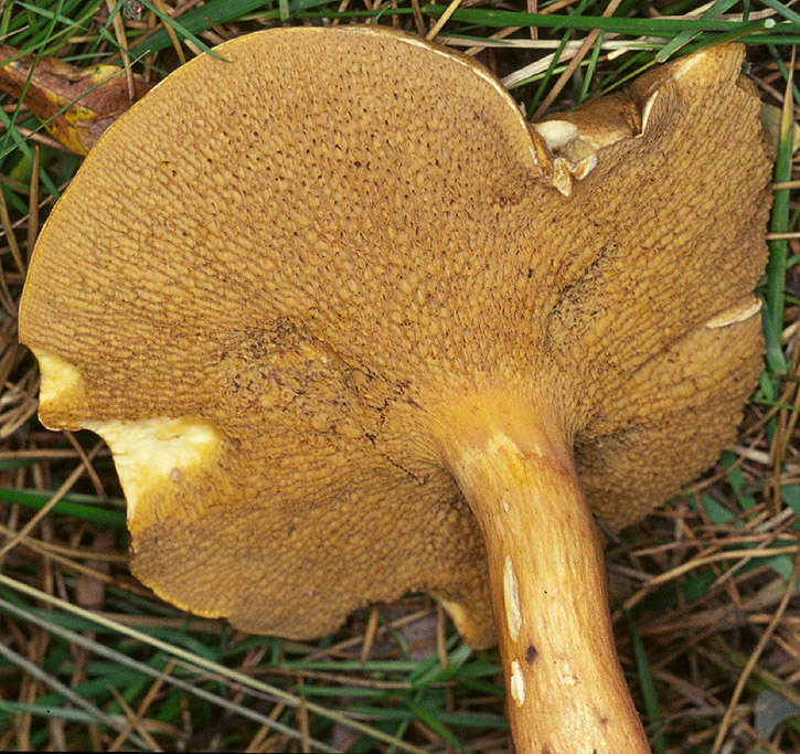 Imagem de Suillus bovinus (L.) Roussel 1796