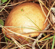 Imagem de Suillus granulatus (L.) Roussel 1796