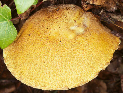 Imagem de Suillus variegatus (Sw.) Richon & Roze 1888