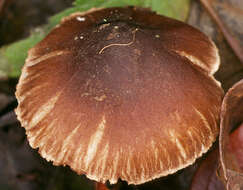 Image of Inocybe napipes J. E. Lange 1917