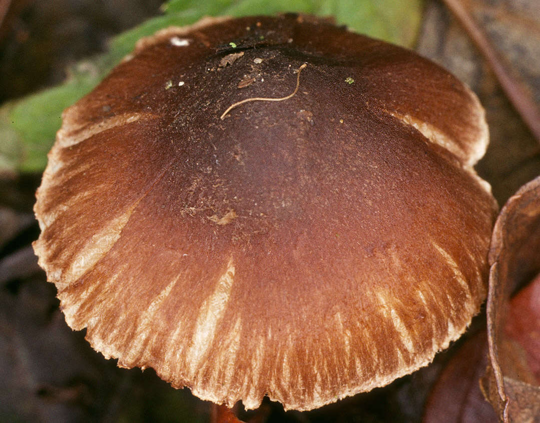 Image of Inocybe napipes J. E. Lange 1917