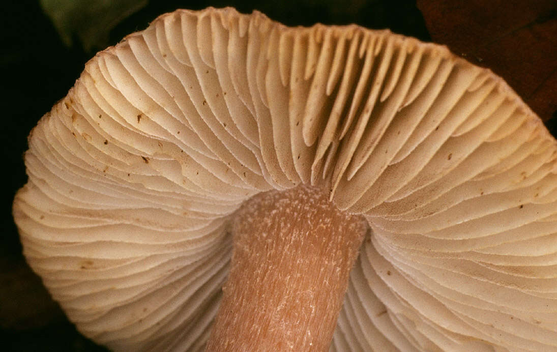 Image of Inocybe napipes J. E. Lange 1917