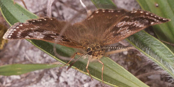 Image of dingy skipper