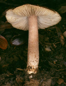 Image of Inocybe napipes J. E. Lange 1917