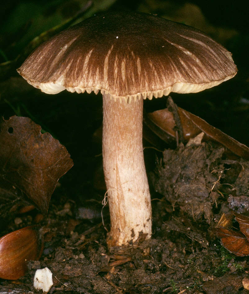 Image of Inocybe napipes J. E. Lange 1917