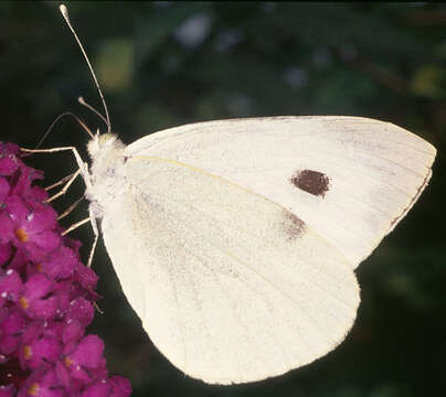 Image of cabbage butterfly