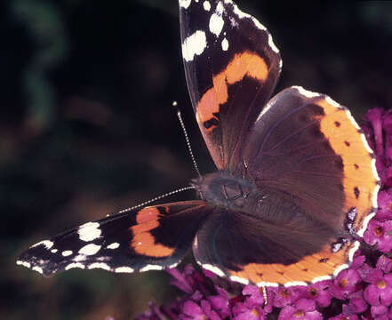 Imagem de Vanessa atalanta Linnaeus 1758