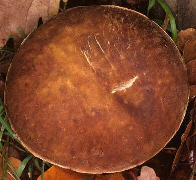 Image of summer cep