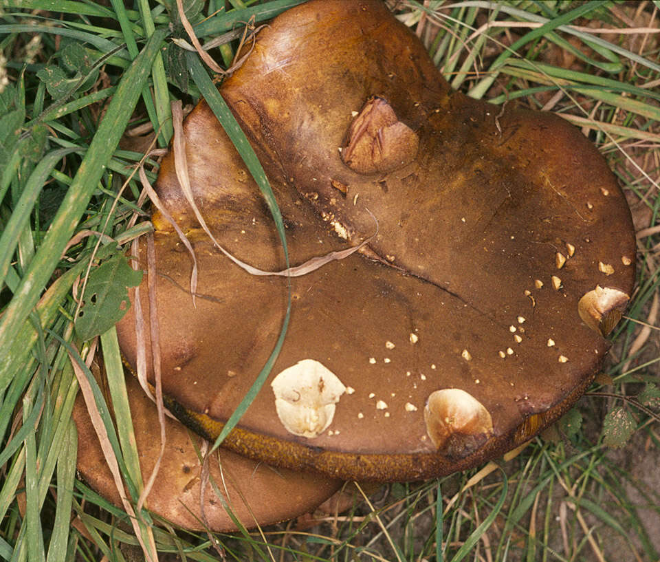 Image de Bolet à pied rouge