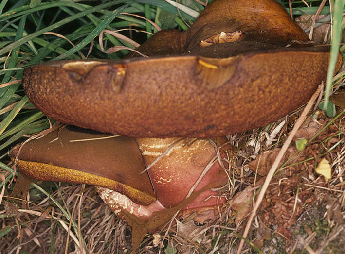 Image de Bolet à pied rouge