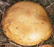 Imagem de Suillus granulatus (L.) Roussel 1796