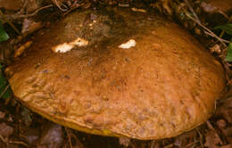 Image of Iodine bolete