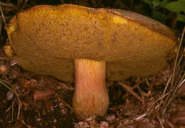 Image of Iodine bolete