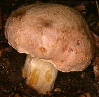 Image of Iodine bolete