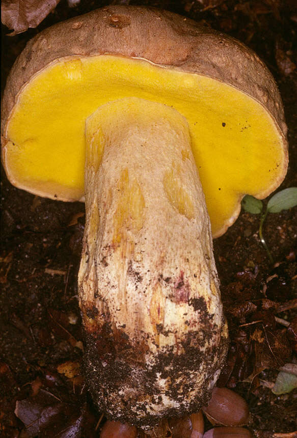 Image of Iodine bolete