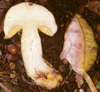 Image of Iodine bolete