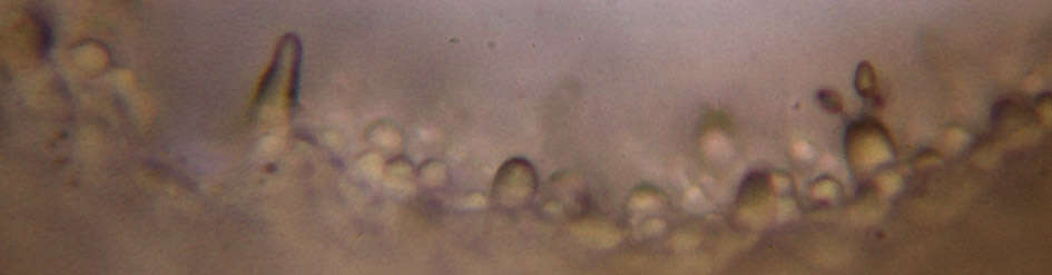 Image of Iodine bolete