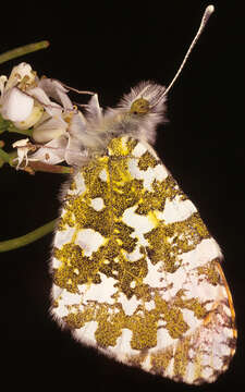 Image of orange tip