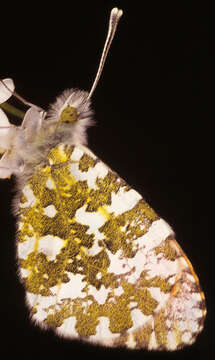 Image of orange tip