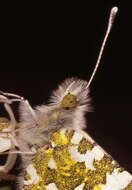 Image of orange tip