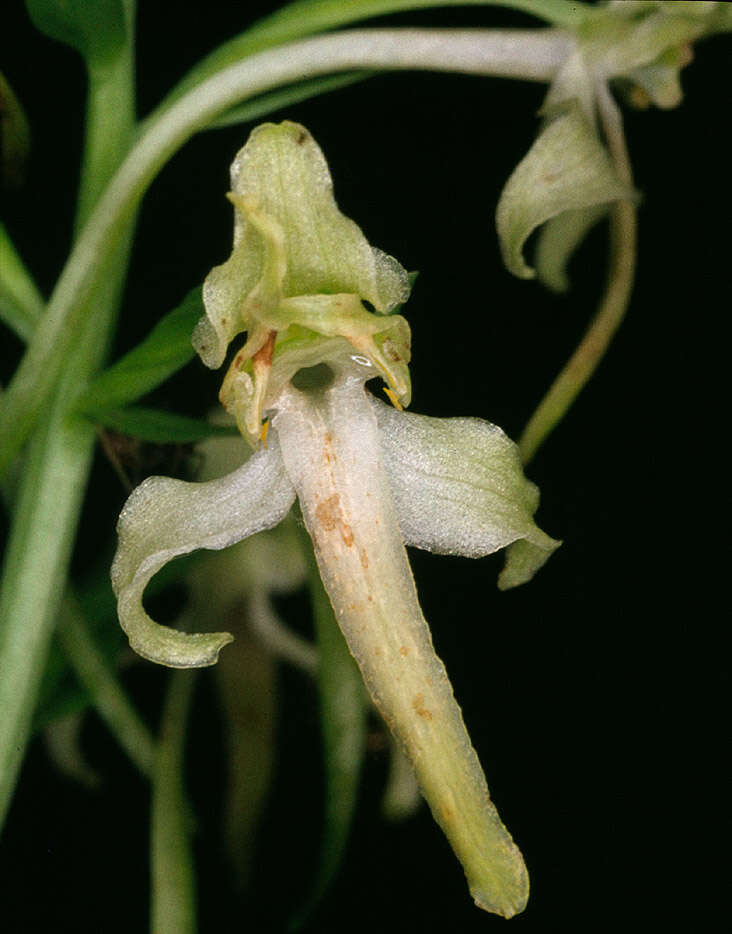 Image of Greater butterfly orchid