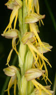 Image of Man orchid