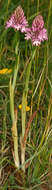 Image of Pyramidal orchid