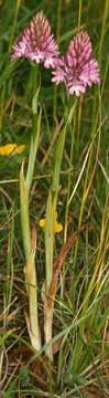 Image of Pyramidal orchid