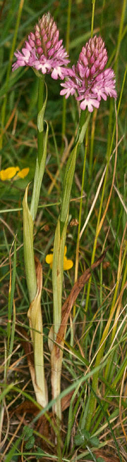 Image de Orchis pyramidal