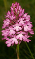 Image of Pyramidal orchid