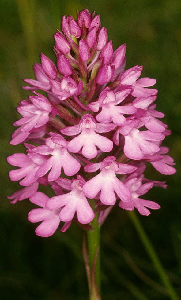 Image of Pyramidal orchid