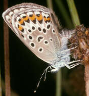 Image of Plebejus argus (Linnaeus 1758)