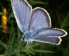 Image of Plebejus argus (Linnaeus 1758)