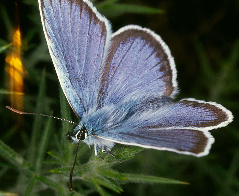 Image of Plebejus argus (Linnaeus 1758)