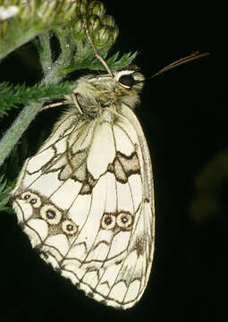 Image of marbled white